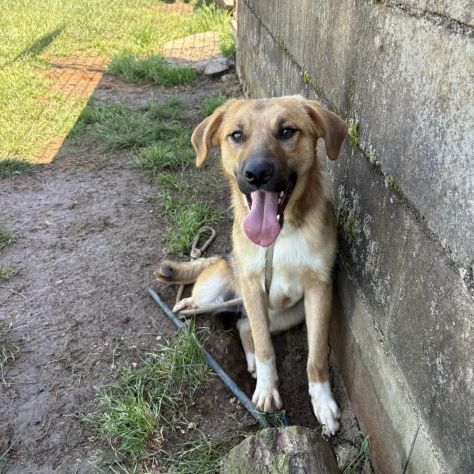 MOCKY ADORABILE CUCCIOLONE IN ADOZIONE - Foto 6