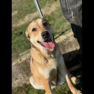 DOLCISSIMA CAGNOLINA IN ADOZIONE - Foto 7
