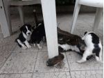 Cucciolata amstaff