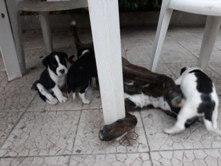 Cucciolata amstaff