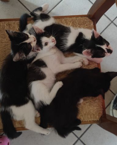 Micini teneri in regalo - Foto 2