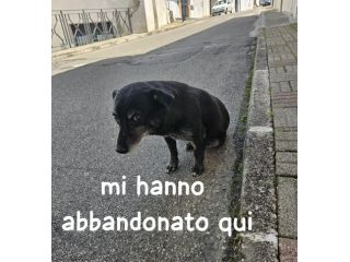 NONNO BLACK 13 kg E’ PER STRADA