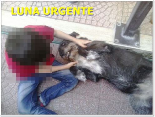 LUNA, dolcissima mix spinone - Foto 5