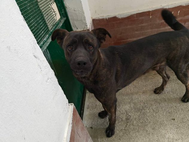 AMOS GIOVANE BELLO GIOCHERELLONE CAGNOLINO IN ADOZIONE - Foto 4