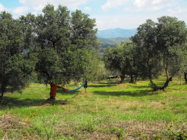 Agricolo in Località Caselle - Foto 11