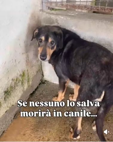 STILTON CERCA SALVEZZA CANE IN ADOZIONE - Foto 4