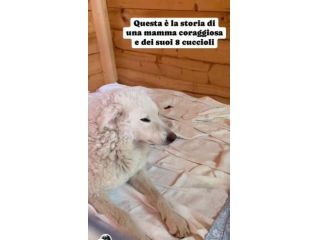 LISA meravigliosa e dolcissima, cane in adozione