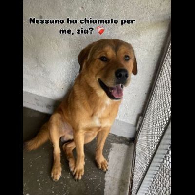 SIGFRIDO LA DOLCEZZA FATTA CANE, CANE IN ADOZIONE - Foto 9