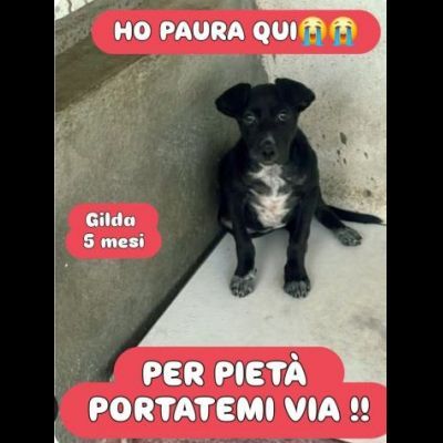 GILDA, OCCHIONI CHE IMPLORANO CUCCIOLA IN ADOZIONE
