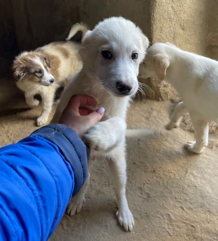 CUCCIOLI 3 MESI - Foto 4
