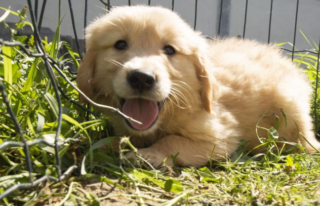 GOLDEN RETRIEVER CUCCIOLI - Foto 4
