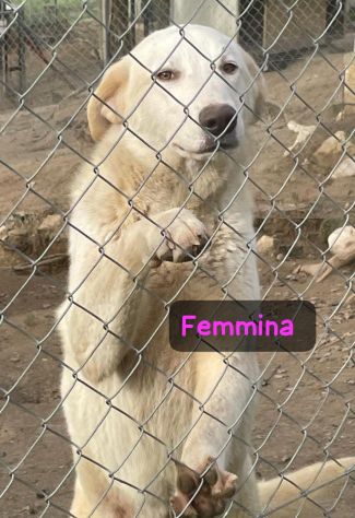 THOR E NALA 7 MESI taglia media grande SONO IN CANILE