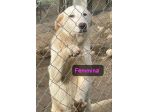 THOR E NALA 7 MESI taglia media grande SONO IN CANILE
