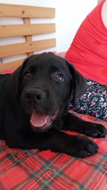 Cuccioli di Labrador - Foto 2