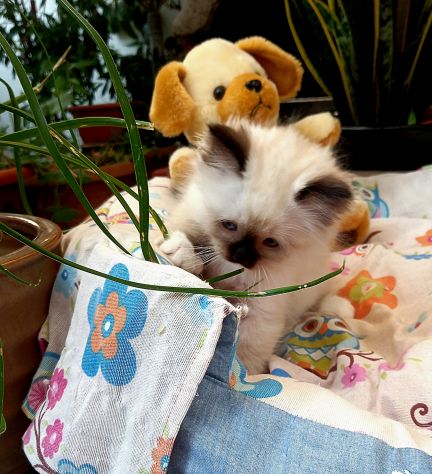 Cuccioli Sacro di Birmania con pedigree - Foto 9