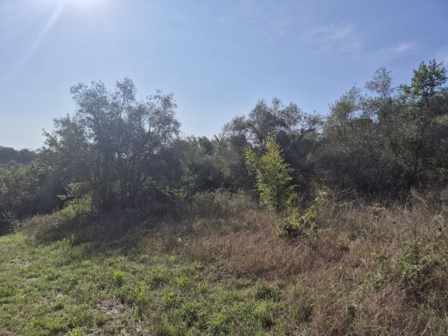 Seminativo in vendita a Civitella Paganico - Foto 15