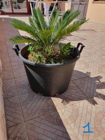 Cycas (varie misure) - Foto 2