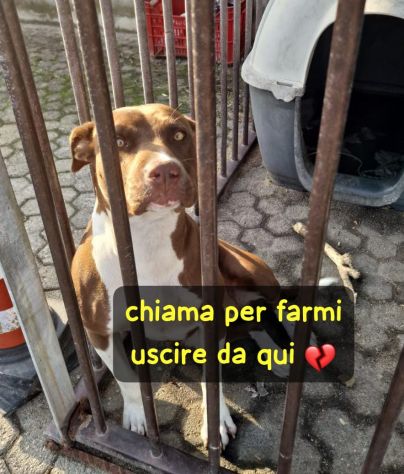 SASHA CUCCIOLA AMSTAFF 10 MESI CESSIONE DI PROPRIETA’ - Foto 2
