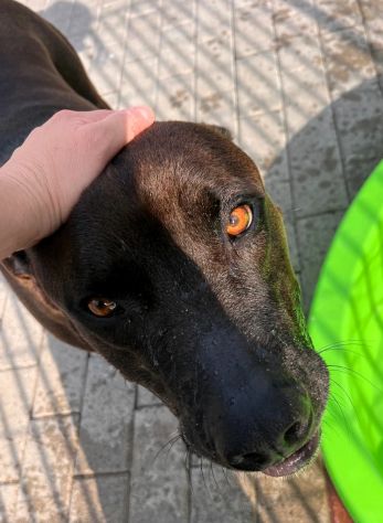 NIGEL BELLISSIMO PIT - Foto 2