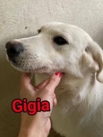 GIORGIA e GIGIA adorabili cucciole in adozione - Foto 2