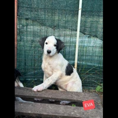 Cucciole in adozione - Foto 10