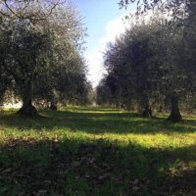 L'Albergaccio di Virgili Daniela - Foto 3