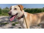 Femmina mix Labrador 3anni e 1/2 nessuno la nota BRESCIA