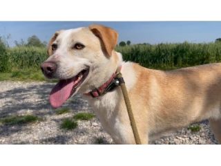 Femmina mix Labrador 3anni e 1/2 nessuno la nota BRESCIA