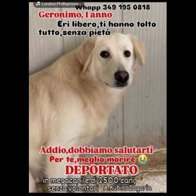 GERONIMO imprigionato senza colpa CANE IN ADOZIONE - Foto 4