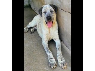 JAGO GIOCHERELLONE ED ALLEGRO CANE IN ADOZIONE