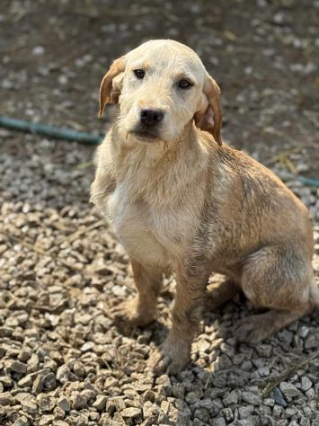 KIRA e KALA, cucciolone mix LABRADOR! Dolcissime - Foto 5