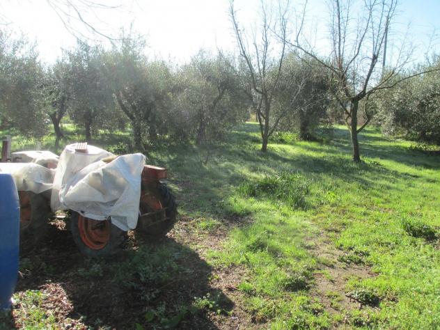 Terreno agricolo in vendita a Cascina 5000 mq Rif: 1396229 - Foto 6