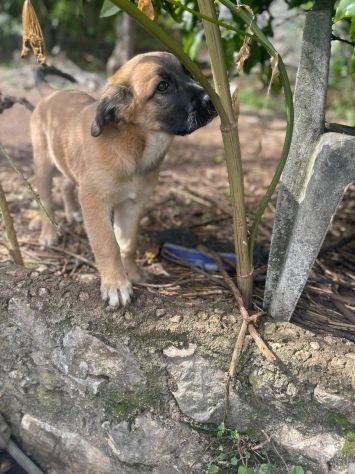 Polpetta cucciola - Foto 5