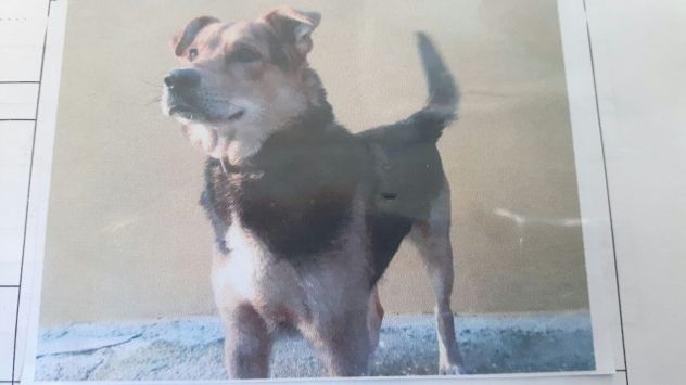 ZORRO, socievole cagnolino - Foto 2