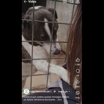 PETRA IL DOLORE DELL' ANIMA CAGNOLINA IN ADOZIONE - Foto 9