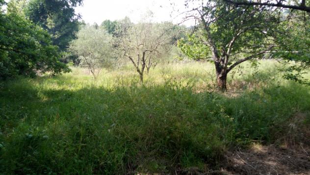 Agricolo in vendita a Buggiano - Foto 3