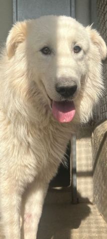OWELL , CANE IN ADOZIONE