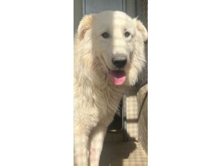 OWELL , CANE IN ADOZIONE