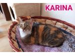 Karina, splendida micia in adozione!