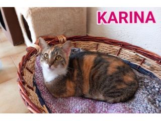 Karina, splendida micia in adozione!