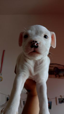 CAGNOLINE