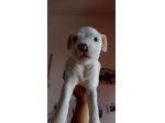 CAGNOLINE