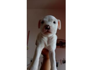 CAGNOLINE