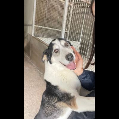 SILVANO equilibrato, coccolone, dolcissimo cane in adozione