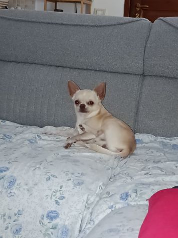 Chihuahua cerca cagnolina - Foto 3