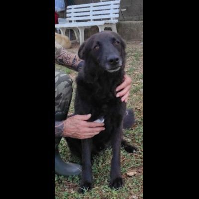 CAGNOLINO IN ADOZIONE - Foto 2