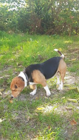 Bruno mix beagle e bassotto - Foto 3