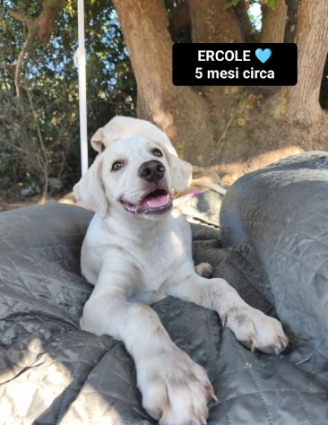 JACK, ATHENA, ARES, MINERVA ed ERCOLE, 5 MESI: CERCANO CASA! - Foto 3