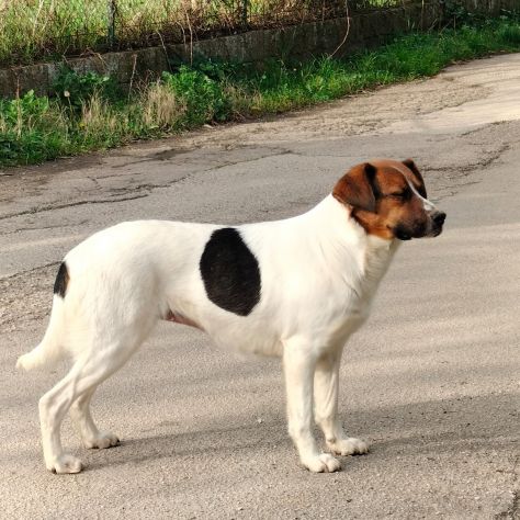 ALMA - Foto 6