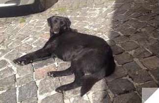 Cagnolino dolce e buono con tutti - Foto 2